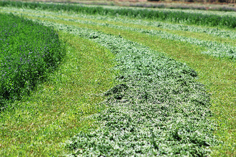 fresly cut alfalfa field