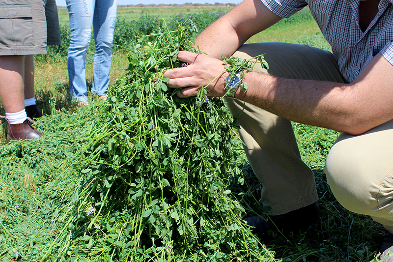 good quality alfalfa with many leaves