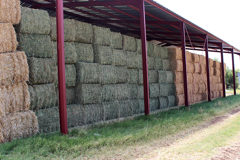 cut alfalfa bound in bales