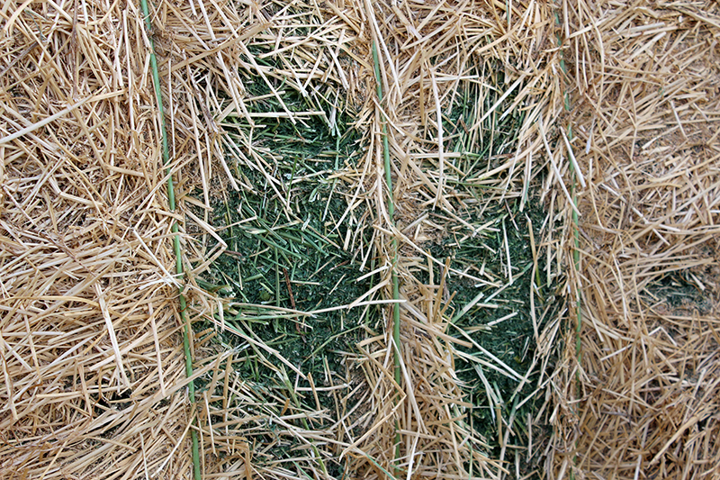 good quality bales with greenery still present