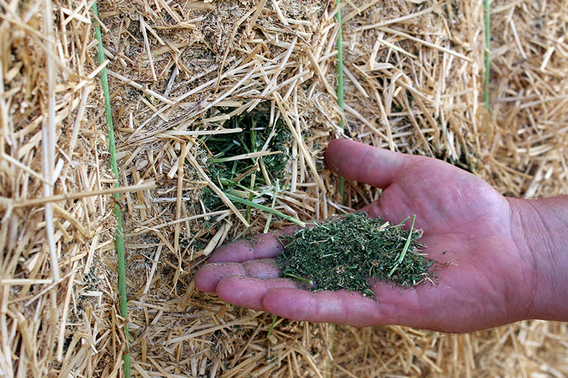 good quality alfalfa