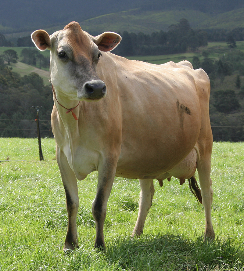 dairy cattle in the field