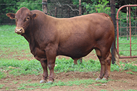 thumbnail phot of beef cattle