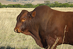 headshot of a beef bull