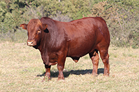 thumbnail phot of beef cattle