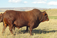 thumbnail phot of beef cattle