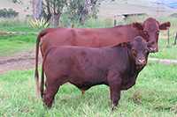 thumbnail phot of beef cattle