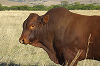 thumbnail phot of beef cattle