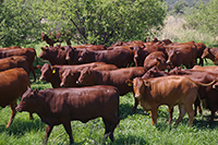 thumbnail phot of beef cattle