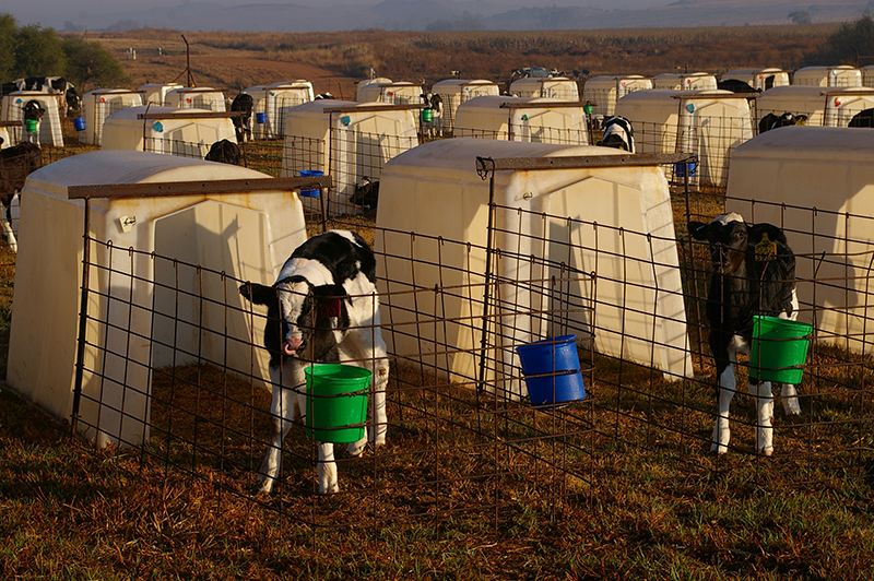 calf rearing