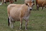 beautiful dairy cattle grazing