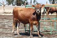 thumbnail photo of dairy cattle