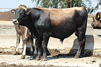 thumbnail photo of dairy cattle