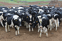 thumbnail photo of dairy cattle