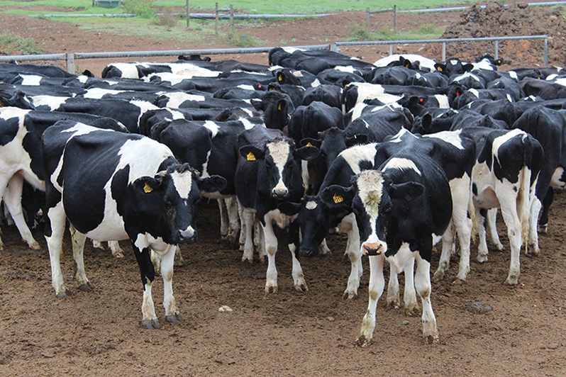 holstein cows