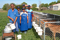 thumbnail photo of dairy cattle