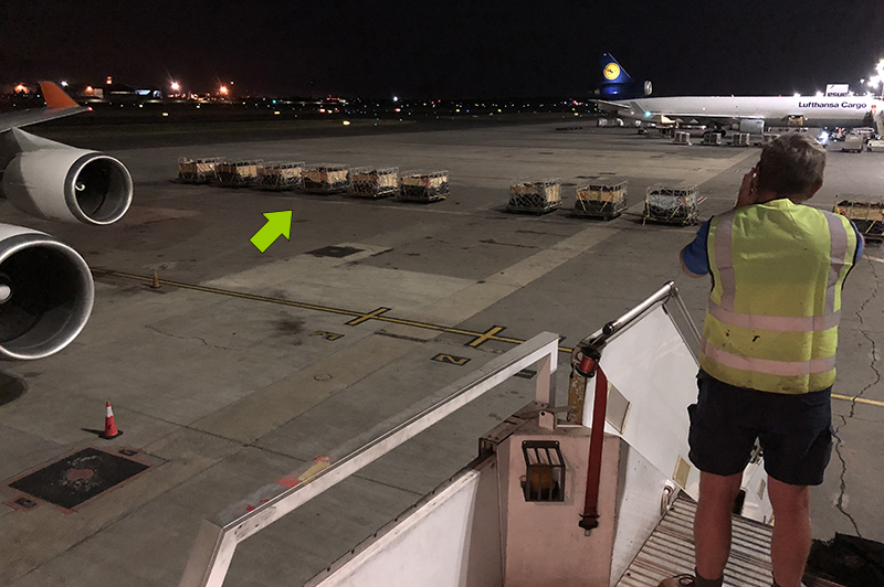 cattle in crates waiting on airstrip