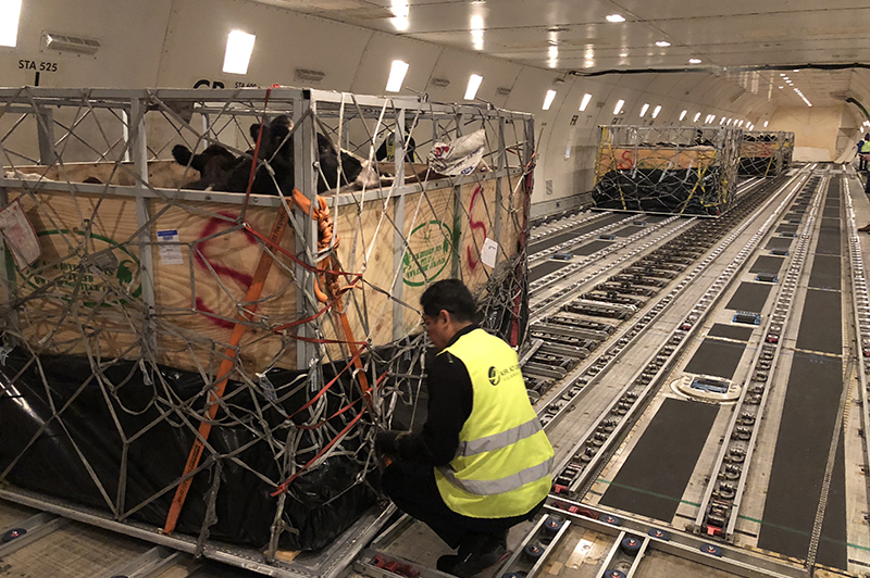 crates with cattle inside the airplane