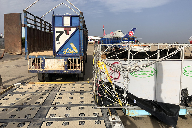 cattle off-loaded into trucks