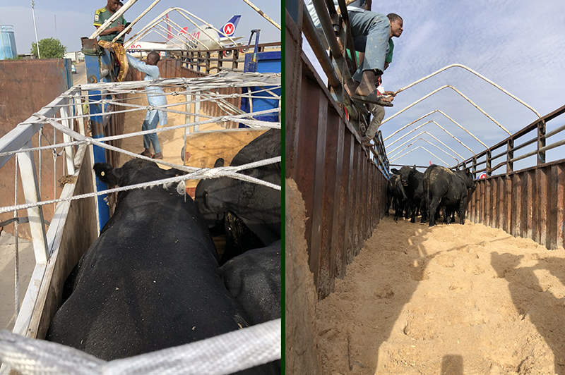 cattle walking into trucks with sand covering