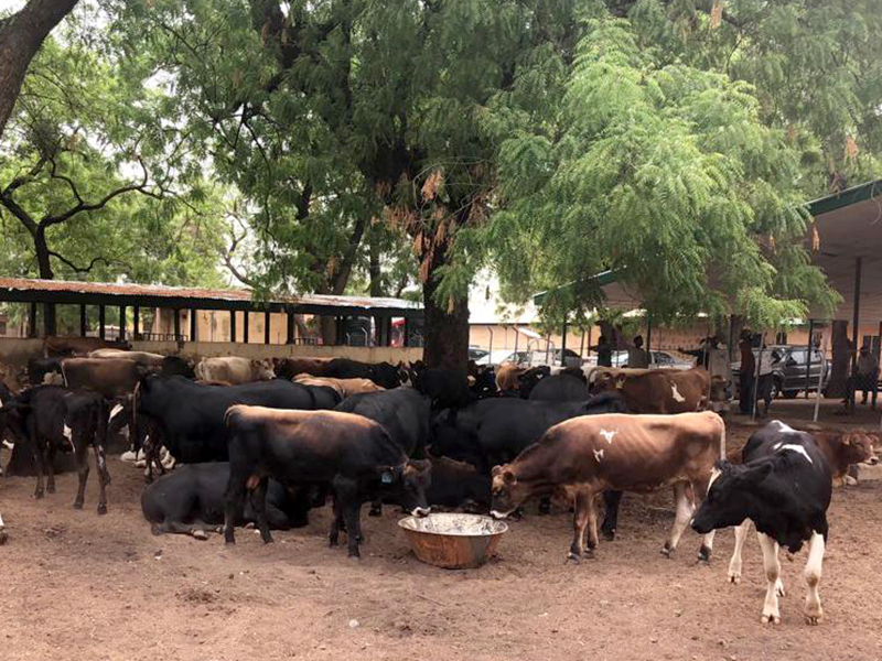 cattle drinking water in their new camp