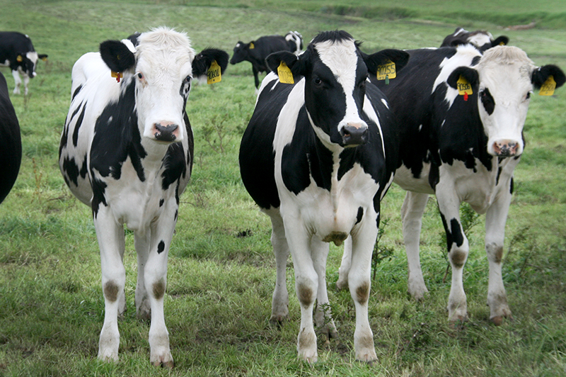 sourcing of healthy animals is important, photo of Friesian heifers