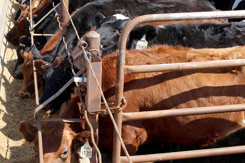 photo of cattle in quarantine