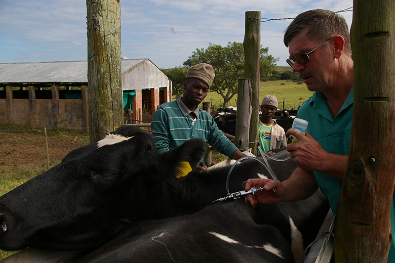 cattle vaccinated by veternarian against disease