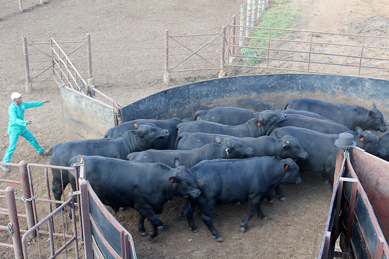 cattle herded into smaller camp