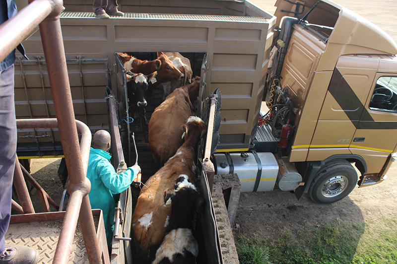 cattle led onto the onload trucks