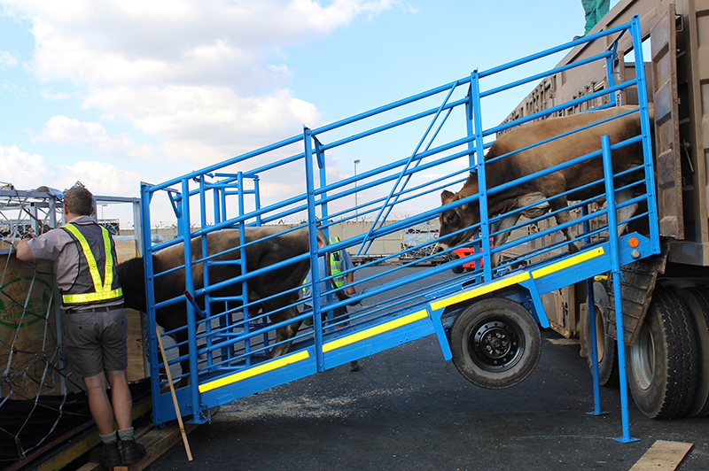 cattle led into transfer crates