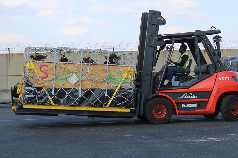 crates relocated with forklift