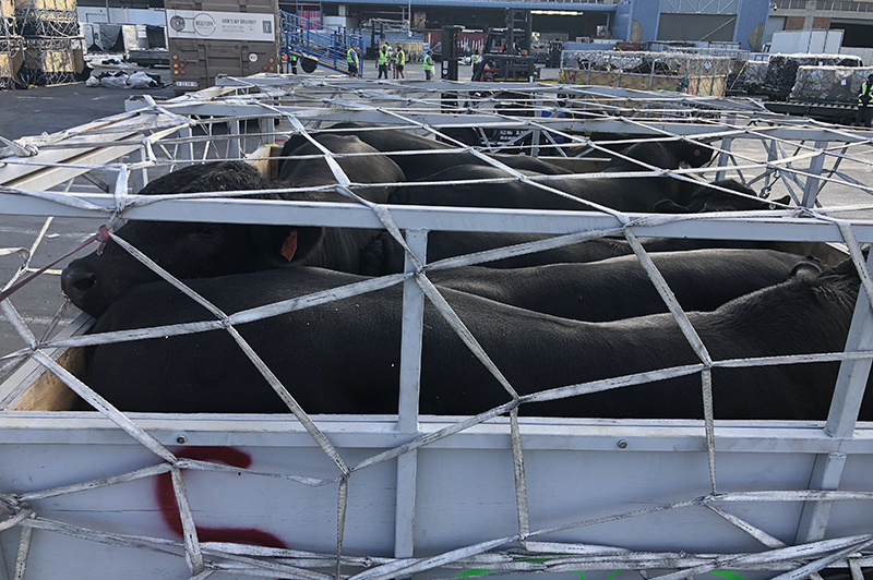 crates secured firmly with straps, with cattle inside crate