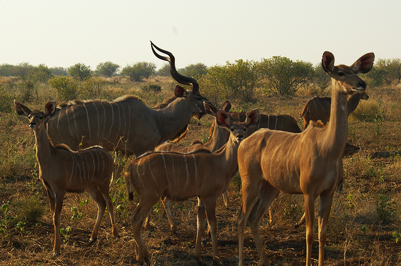 kudu