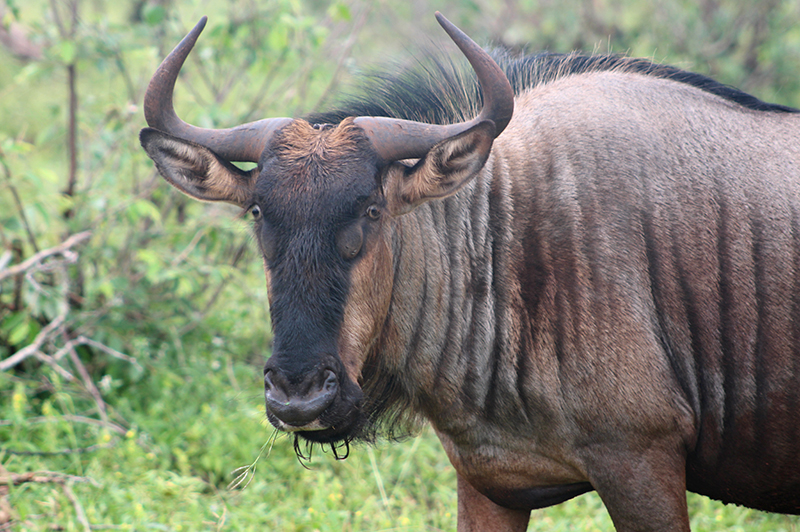 wildebeest