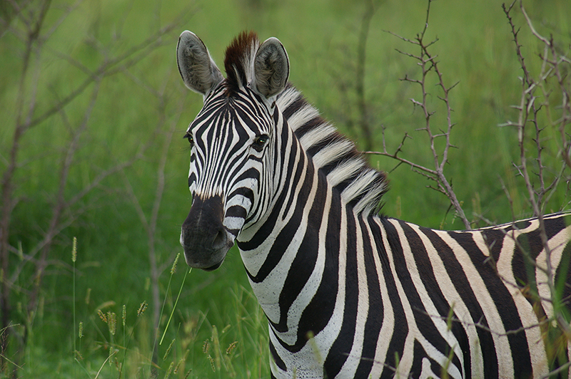 zebra