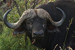 headshot of a buffalo