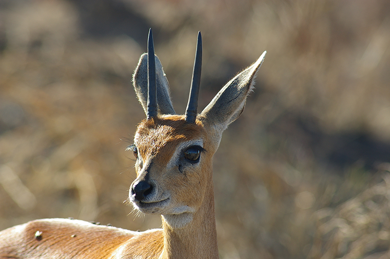 antelope