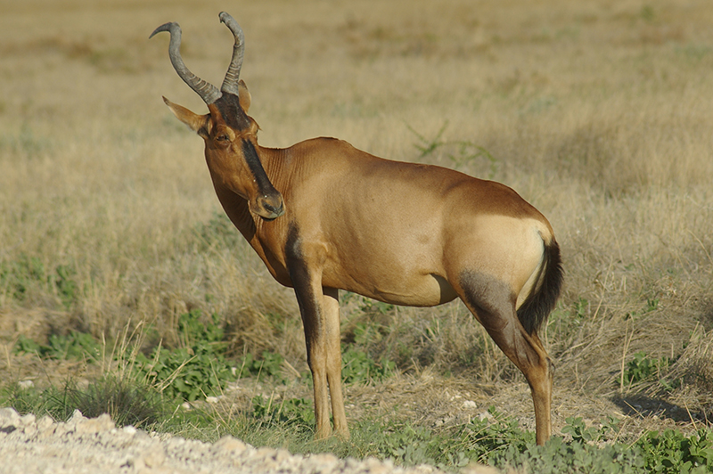 red hartebeest