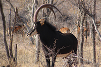 thumbnail photo of wild game