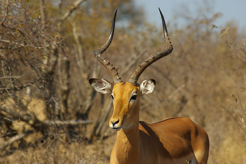 impala