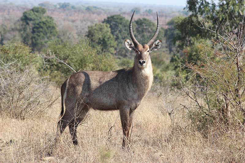 waterbuck