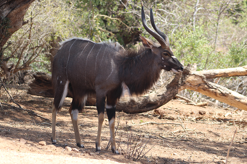 nyala