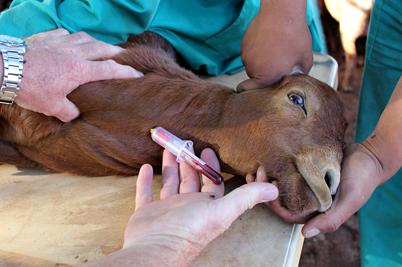 goat undergoing vaccination test