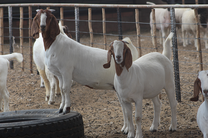 healthy goats