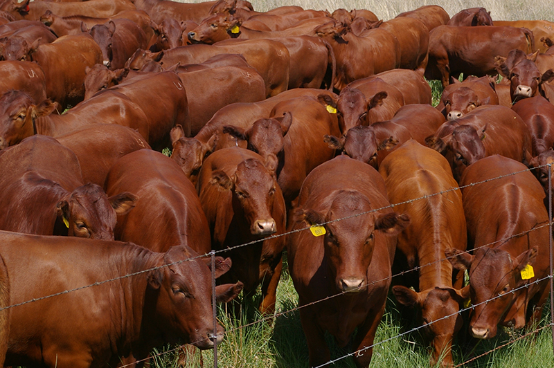 cattle grazing in green pastures