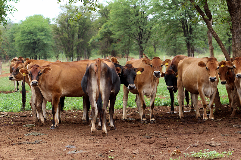 young cattle