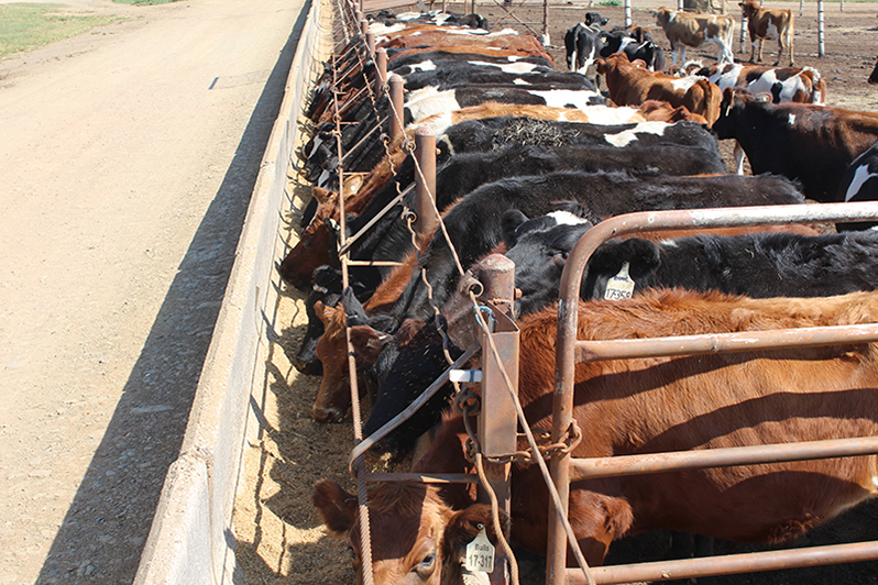 cattle feeding