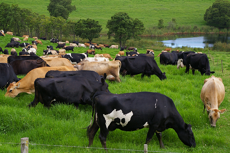 dairy cattle grazing in green pastures near the coast