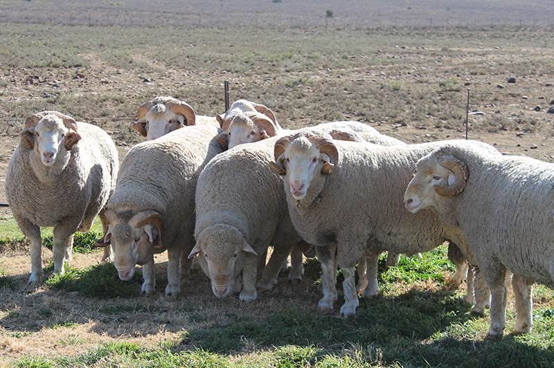 merino sheep